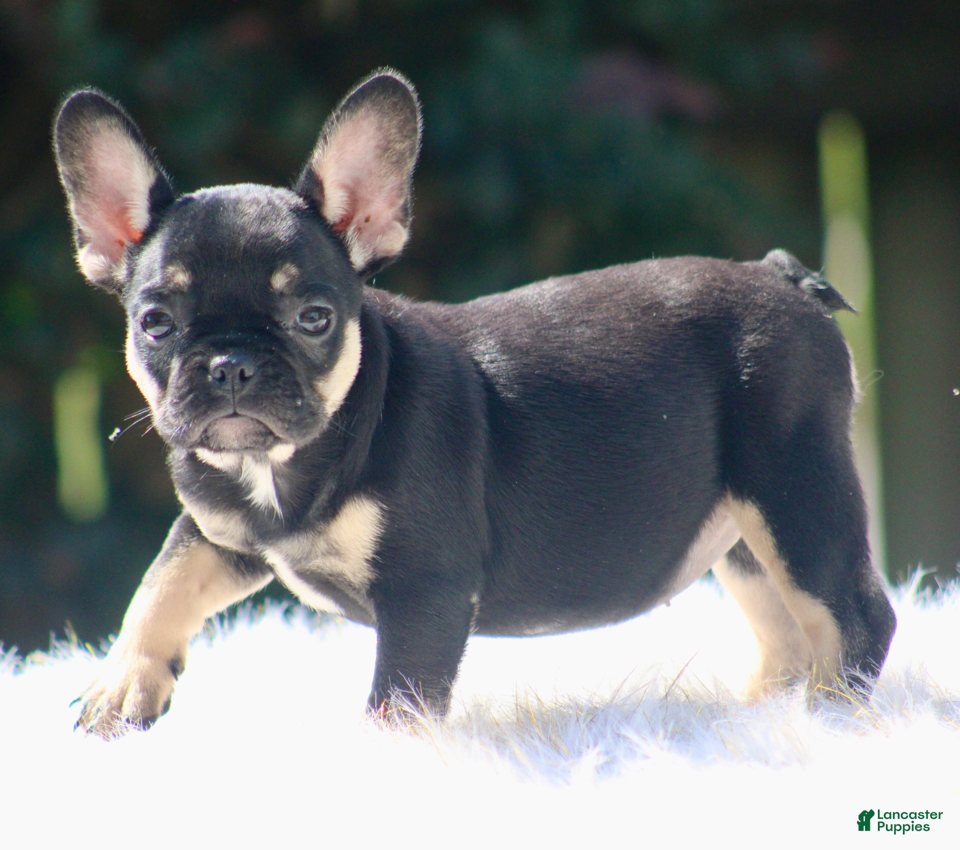 French Bulldog dogs Sandra - Ad 2