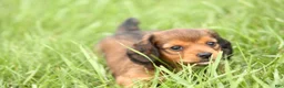 Dachshund dogs for sale: Sage - Ad 4