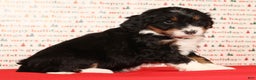 Mini Bernedoodle dogs for sale: Jasper - Ad 8