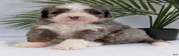 Mini Bernedoodle dogs for sale: Mini Darcy  - Ad 3