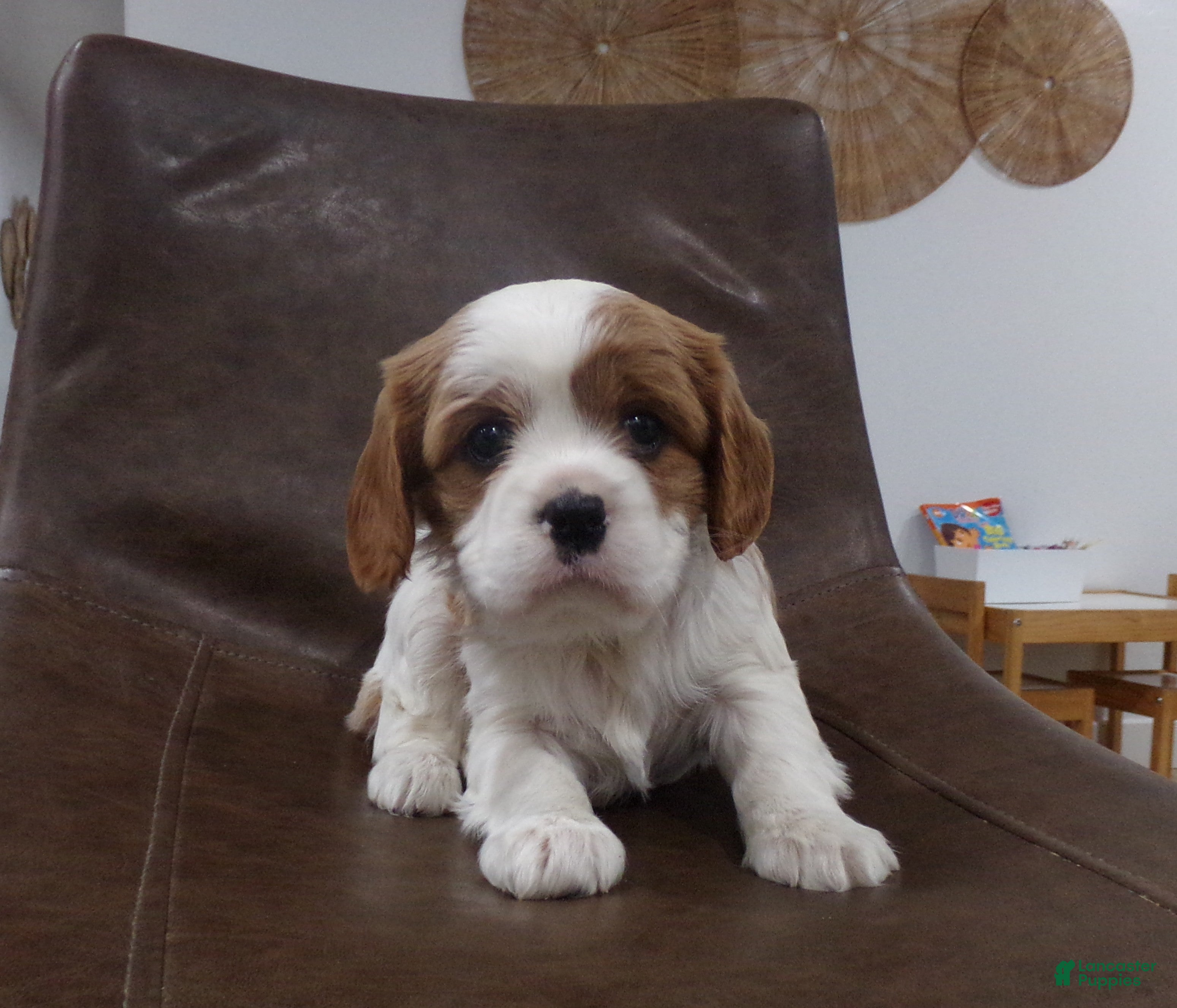 Cavalier King Charles Spaniel dogs Sophie - Ad 15