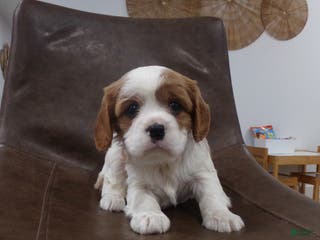 Cavalier King Charles Spaniel dogs Sophie - Ad 33