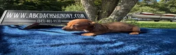 Miniature Dachshund dogs for sale: Russian Smooth red dapple - Ad 2