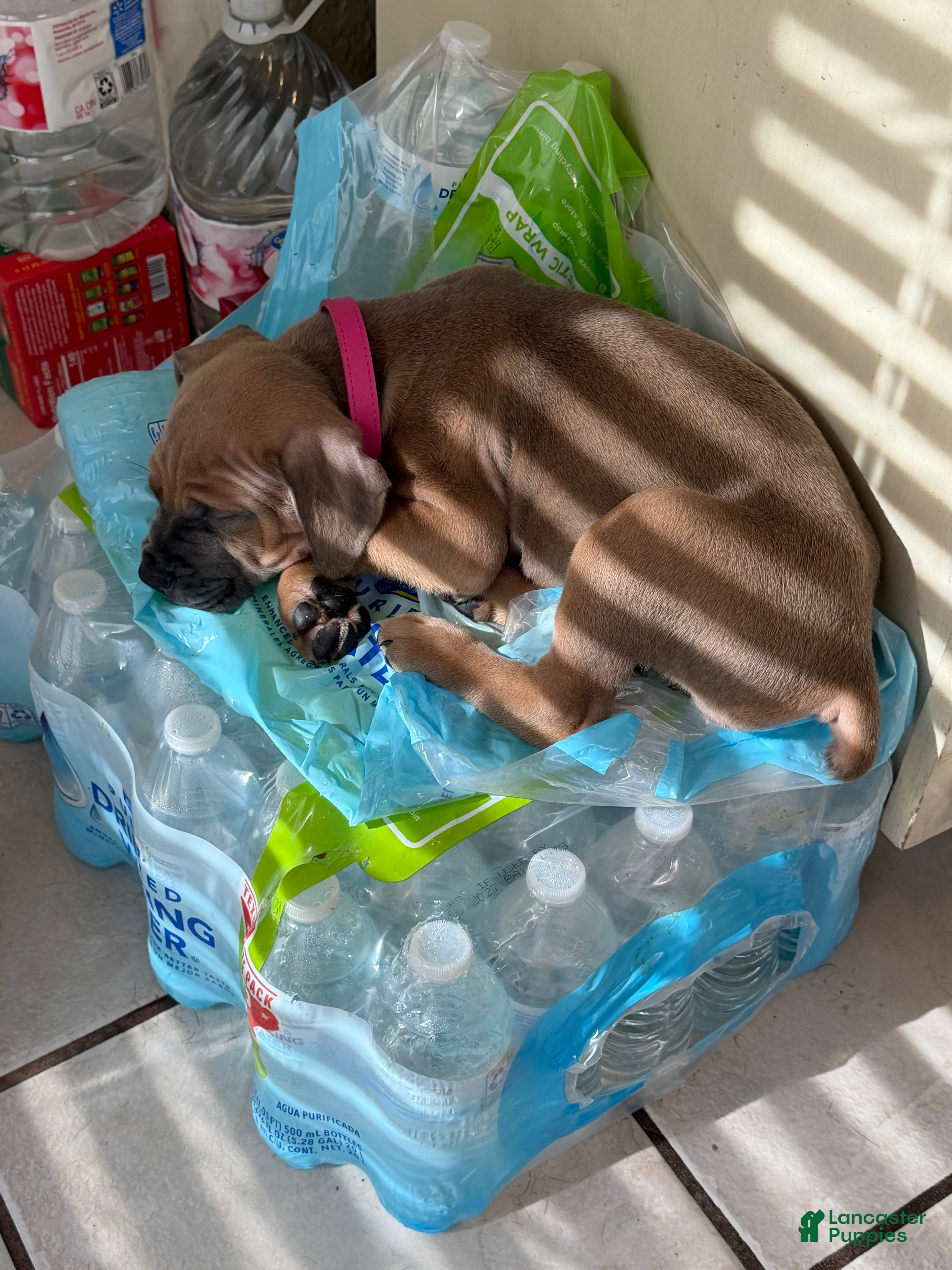 Cane Corso dogs Mulan - Ad 1