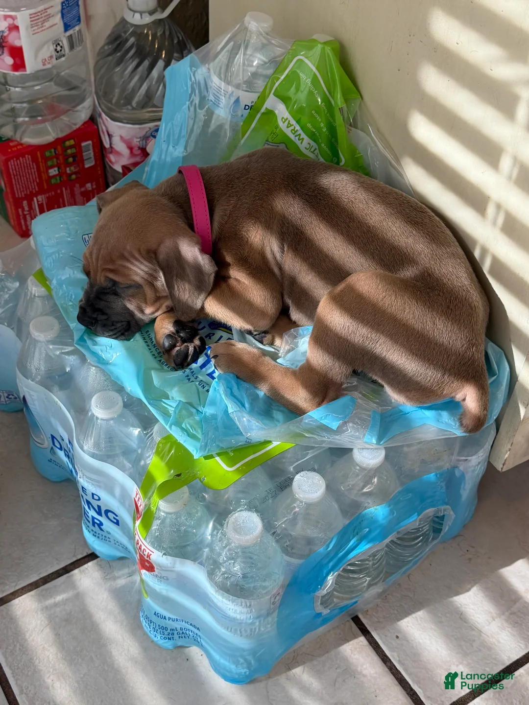 Cane Corso dogs for sale: Mulan - Ad 1