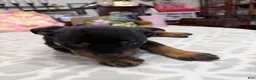 Rottweiler dogs for sale: Rottweiler Girl 3 - Ad 1