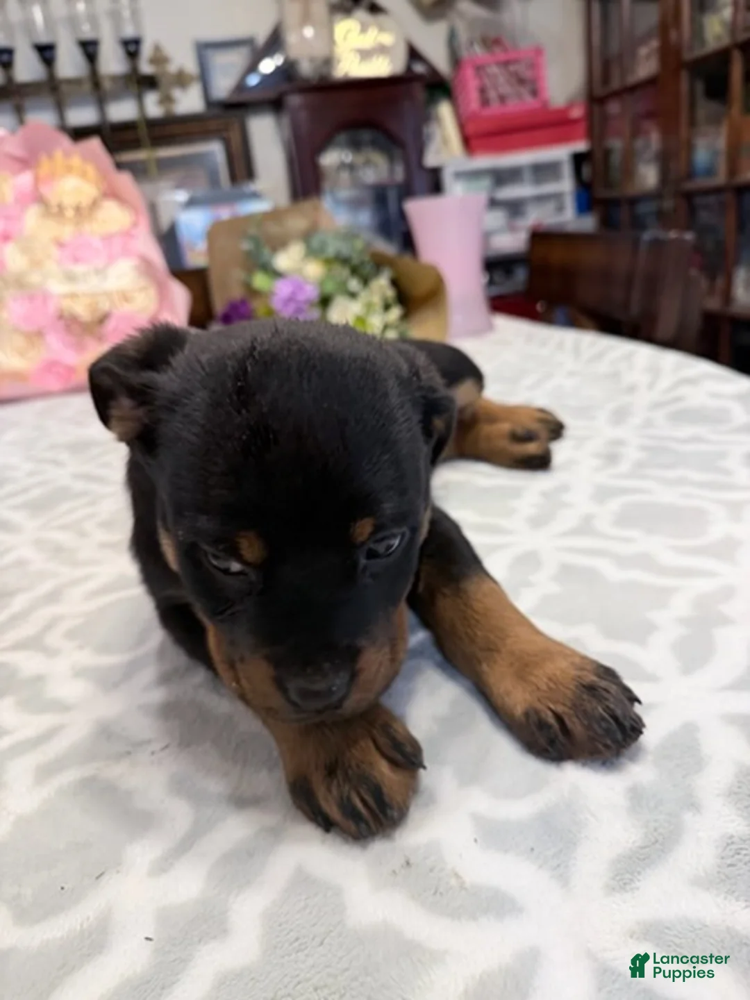 Rottweiler dogs for sale: Rottweiler Girl 3 - Ad 1