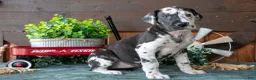 Great Dane dogs for sale: Bubbles - Ad 1