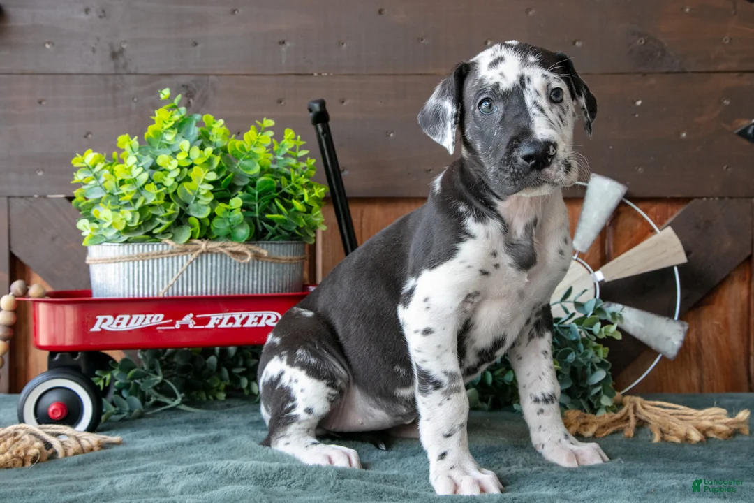 Great Dane dogs for sale: Bubbles - Ad 1