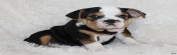 English Bulldog dogs for sale: Mabel - Ad 6