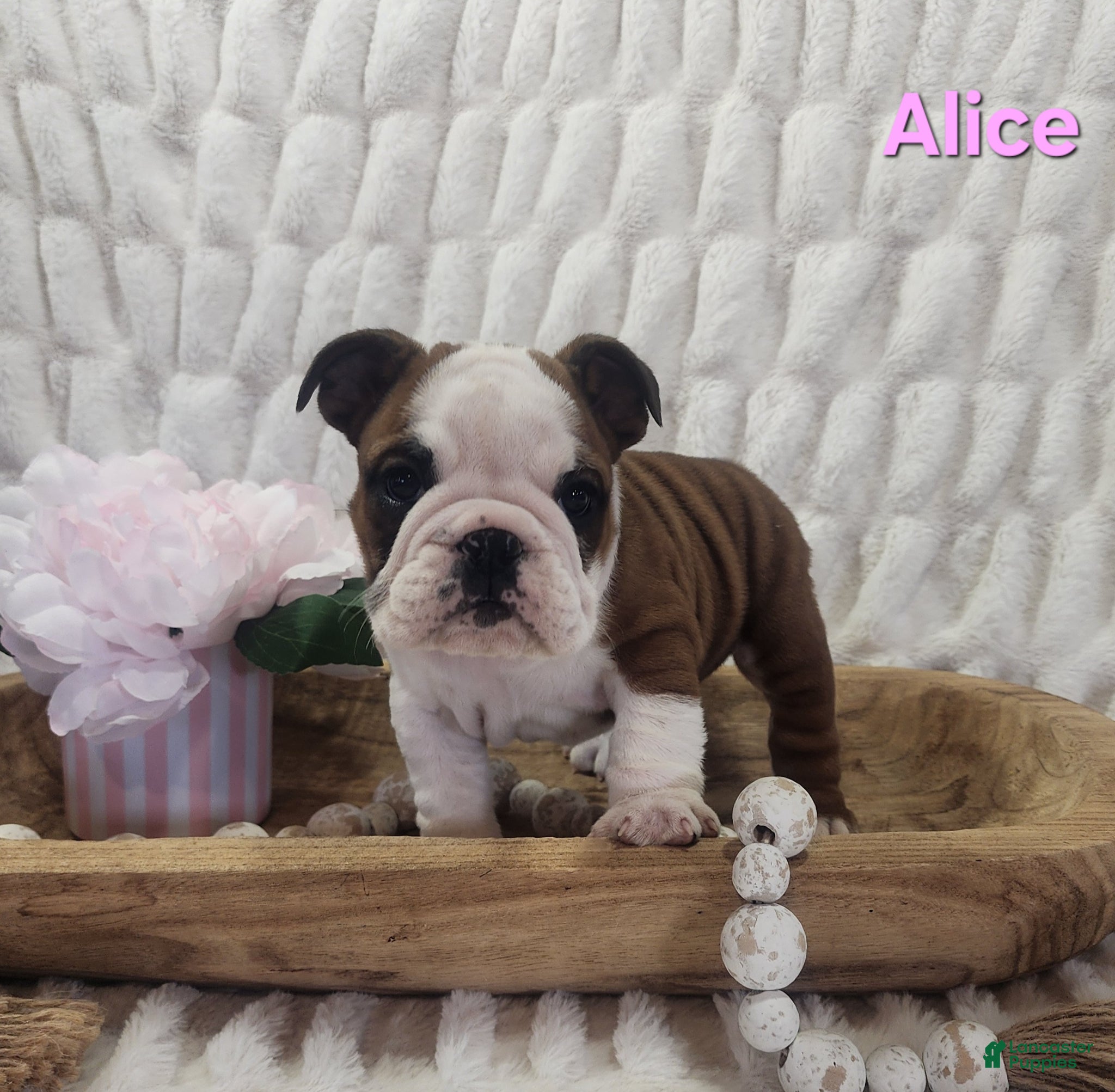 English Bulldog dogs for sale: AKC Alice  - Ad 2