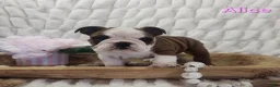 English Bulldog dogs for sale: AKC Alice  - Ad 1
