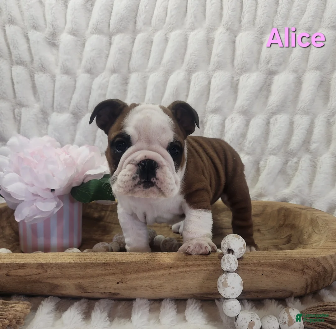 English Bulldog dogs for sale: AKC Alice  - Ad 1