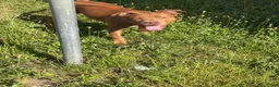 American Staffordshire Terrier dogs for stud: Haze  - Ad 6