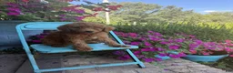 Miniature Labradoodle dogs for sale: Callie - Ad 4