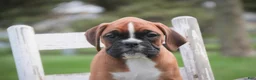 Boxer dogs for sale: Aurora - Ad 6