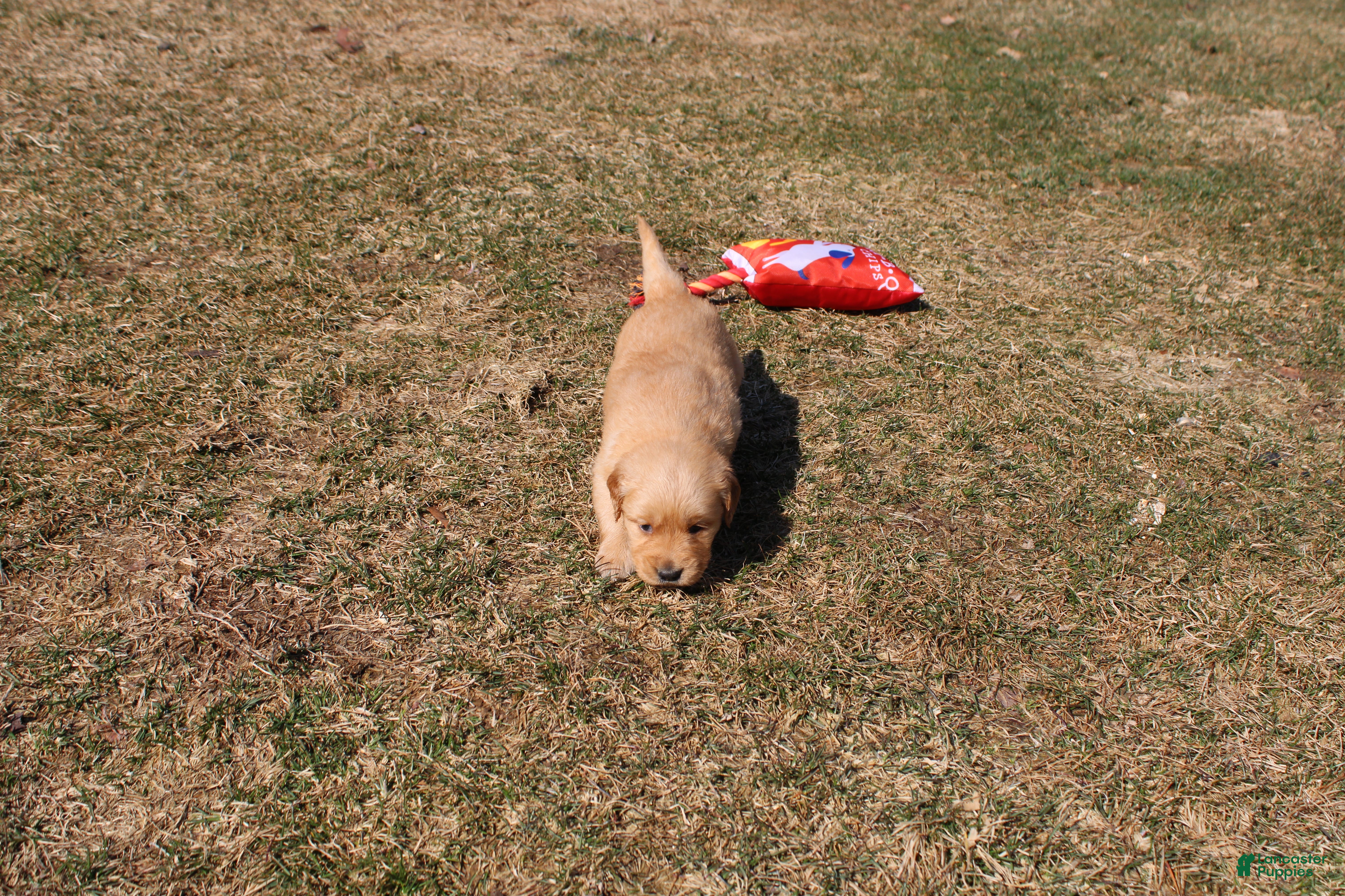 Golden Retriever dogs Quart - Ad 26