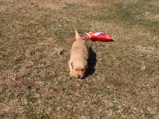 Golden Retriever dogs Quart - Ad 26