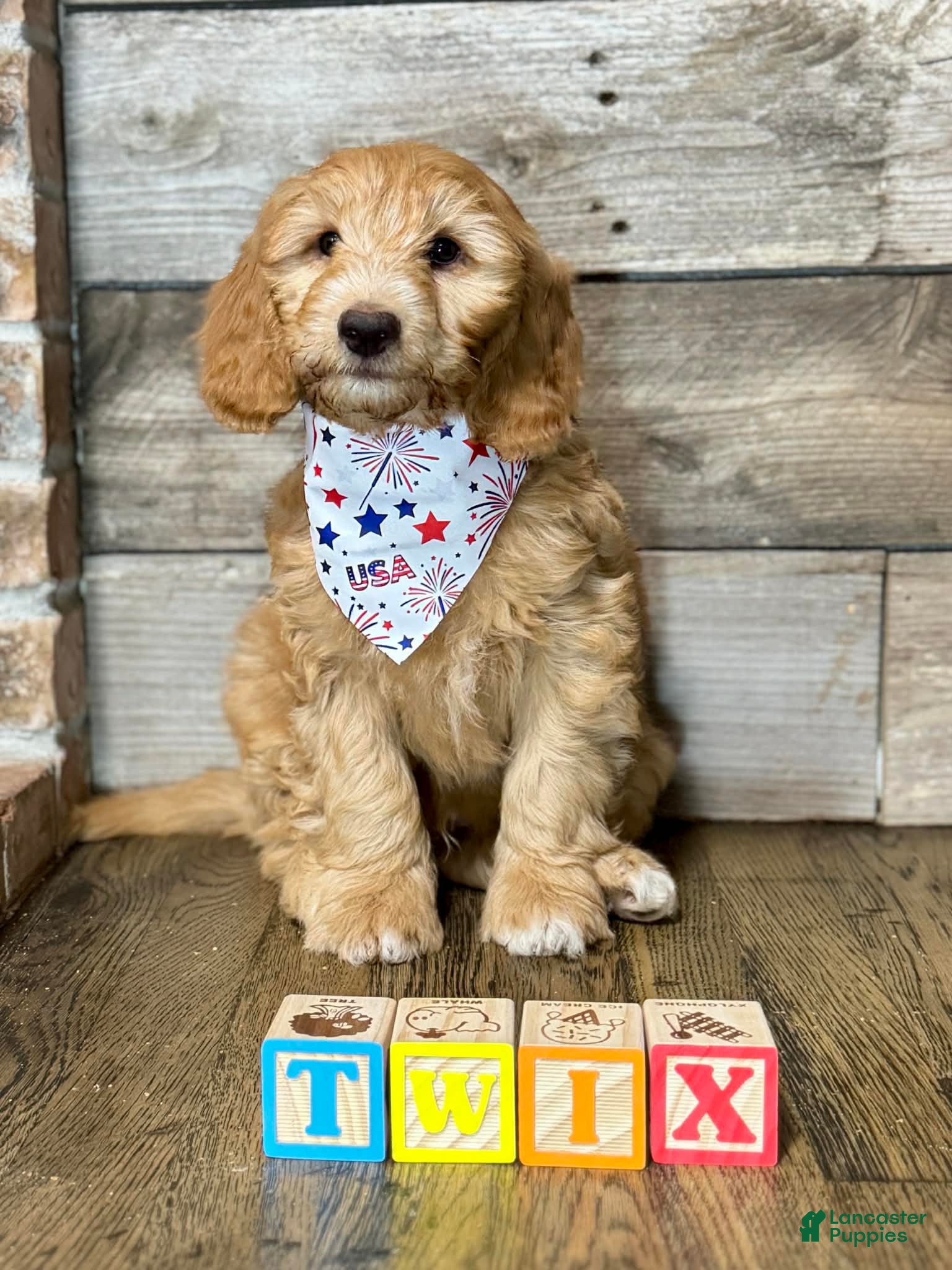 Mini Aussiedoodle dogs Mini Aussiedoodle 5 Twix  - Ad 3