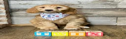Mini Aussiedoodle dogs for sale: Mini Aussiedoodle 5 Twix  - Ad 1