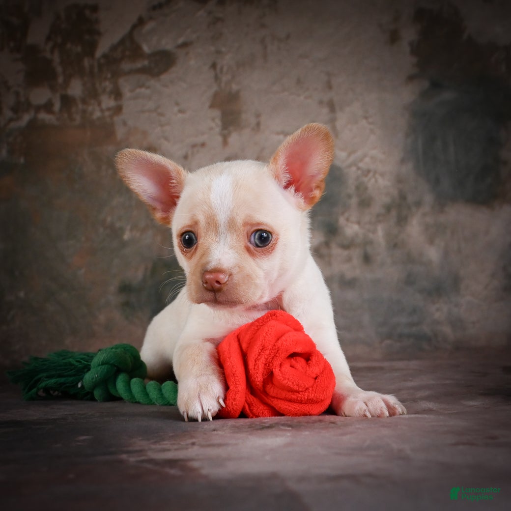 Chihuahua dogs for sale: Jackson - Ad 6