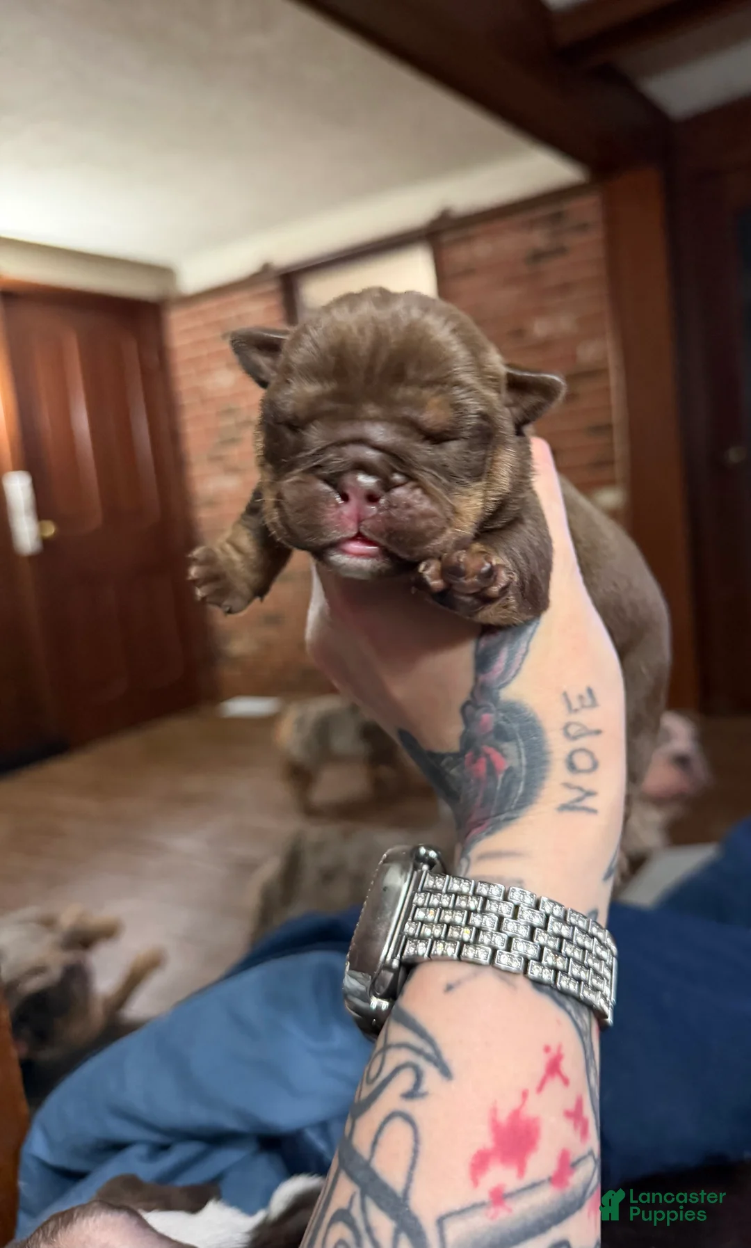 English Bulldog dogs for sale: Black female  - Ad 16