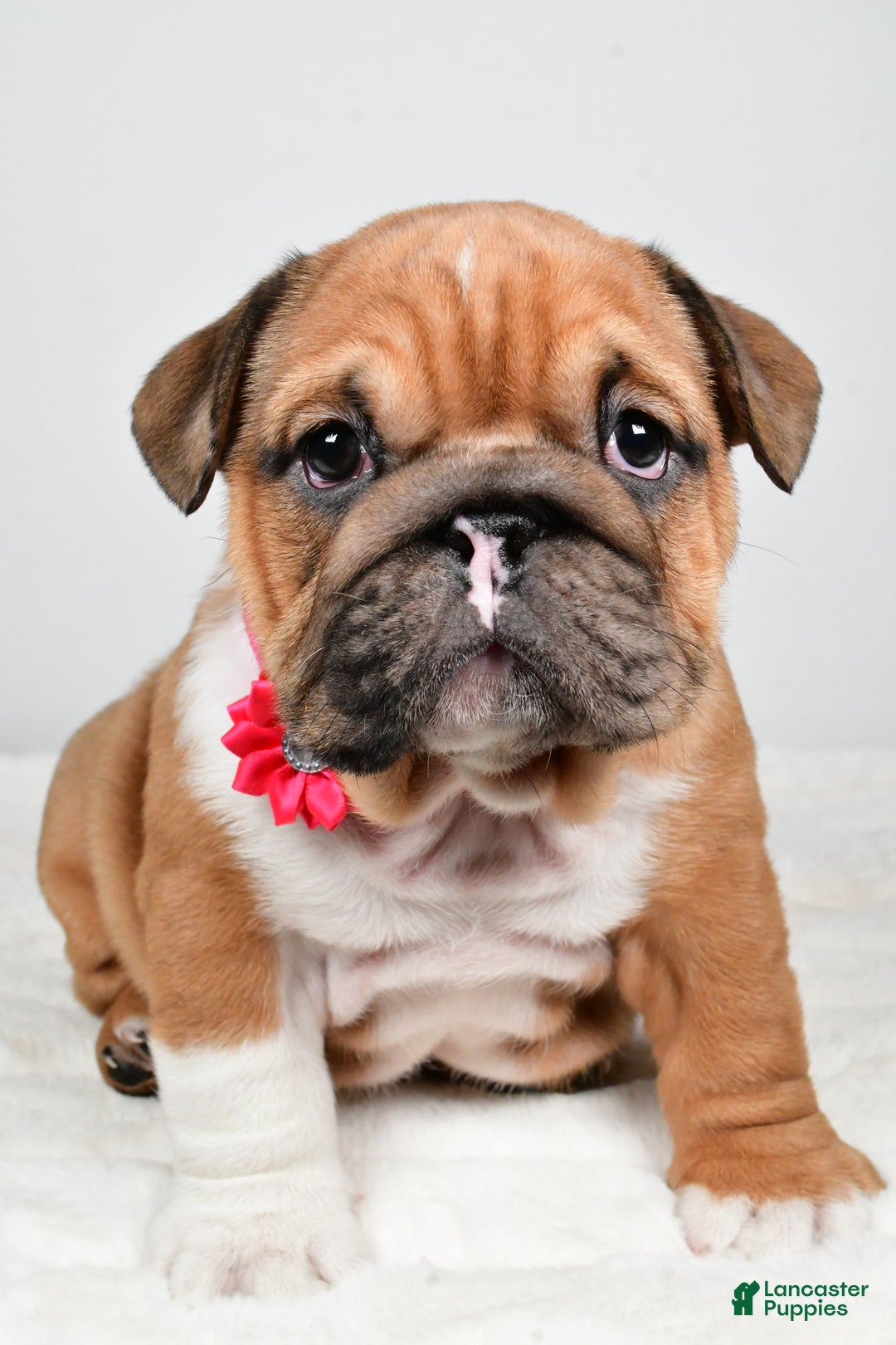 English Bulldog dogs for sale: Taquila - Ad 5