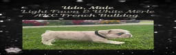 French Bulldog dogs for sale: Udo “Black”Collar, Male - Ad 11