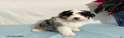 Mini Aussiedoodle dogs for sale: Marshall - Ad 4