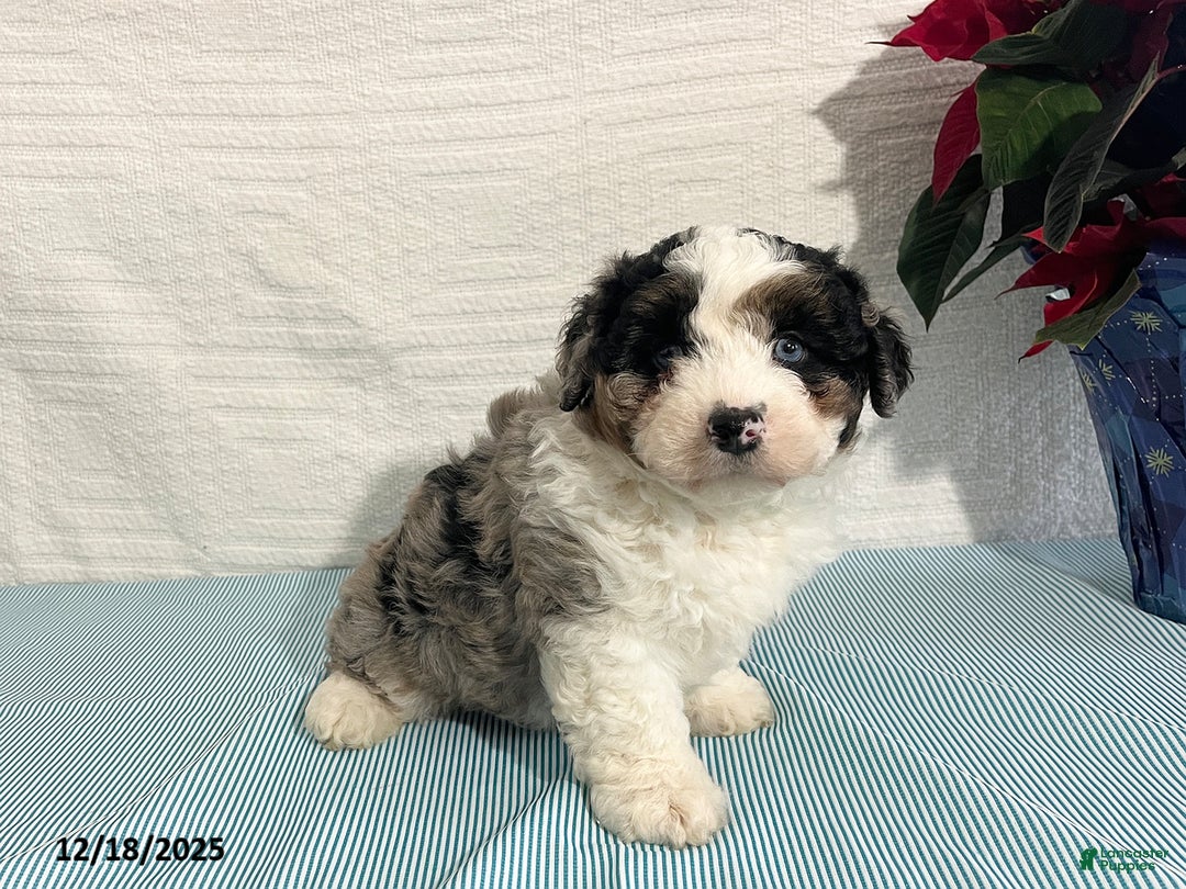 Mini Aussiedoodle dogs for sale: Marshall - Ad 4