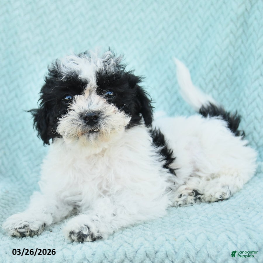 Bichpoo dogs Duncan - Ad 1