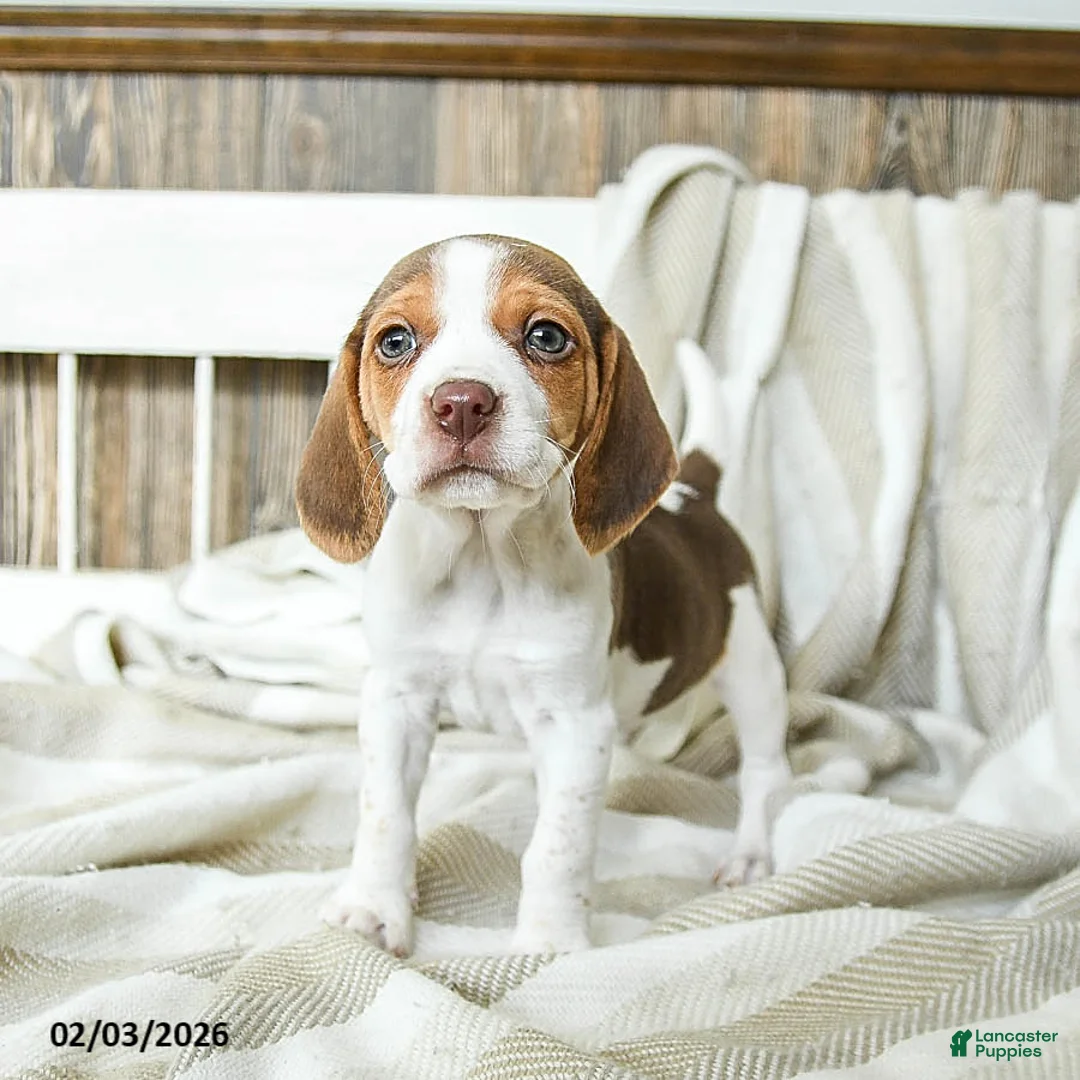 Beagle dogs for sale: Cappuccino - Ad 3