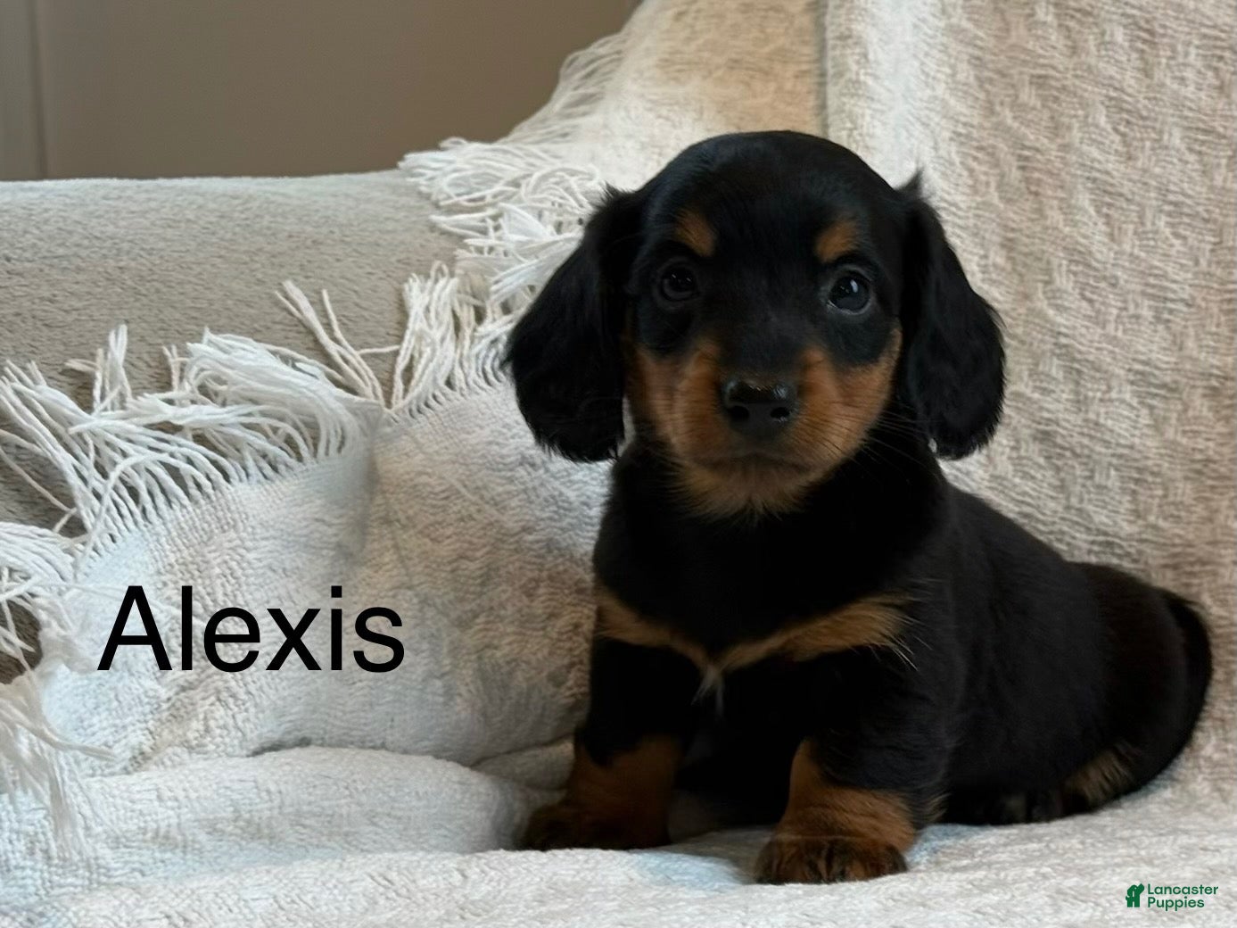Miniature Dachshund dogs Alexis - Ad 1