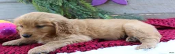 Golden Retriever dogs for sale: Angie - Ad 5