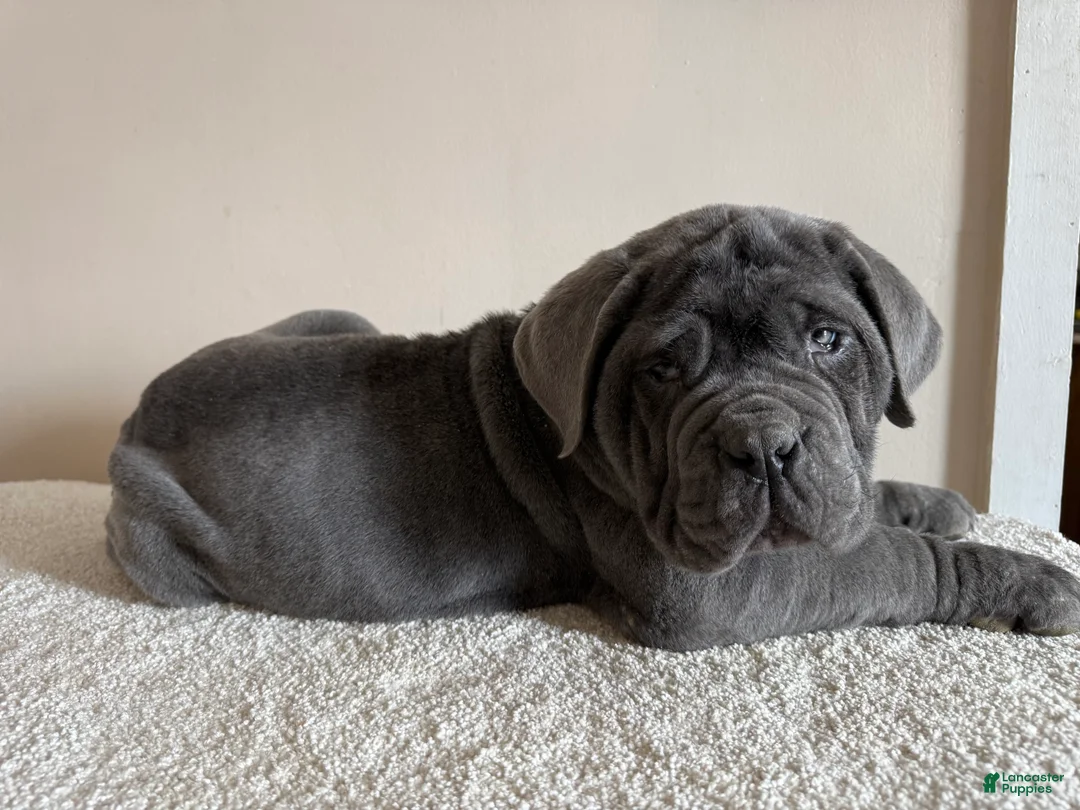 Cane Corso dogs for sale: Thor - Ad 3