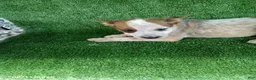 Australian Cattle Dog dogs for sale: Hank - Ad 2