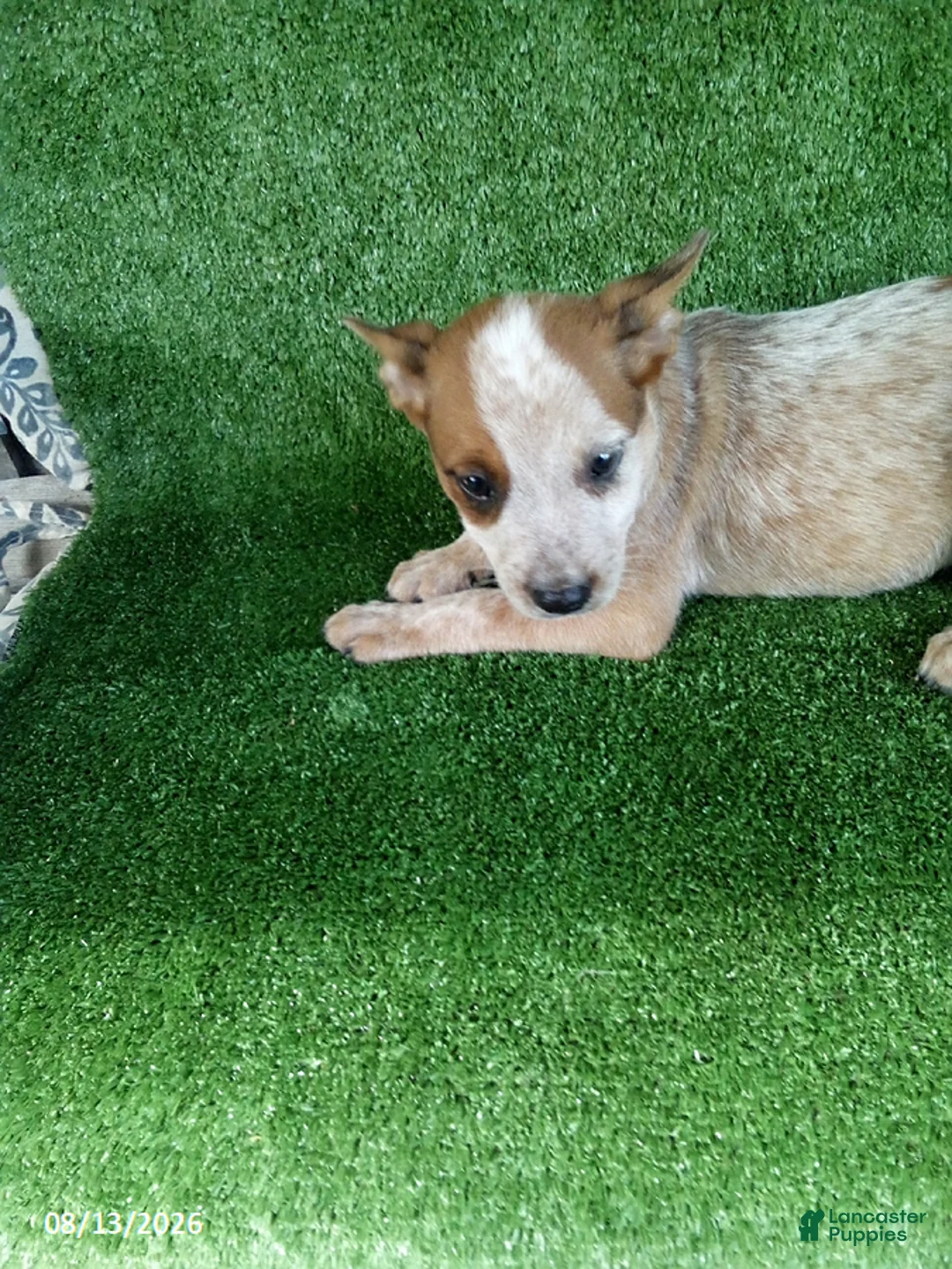 Australian Cattle Dog dogs for sale: Hank - Ad 2