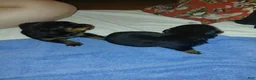 Rottweiler dogs for sale: Rottweiler 1 - Ad 1