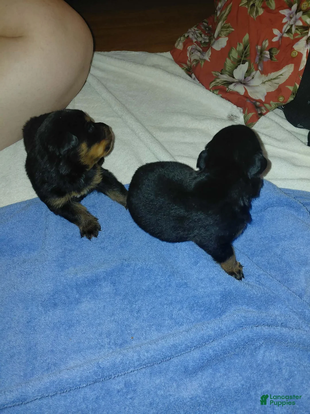 Rottweiler dogs for sale: Rottweiler 1 - Ad 1