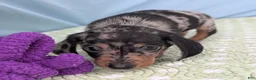 Miniature Dachshund dogs for sale: Mosaic - Ad 8