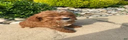 Cavapoo dogs for sale: Becky - Ad 9