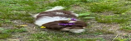 Shih Tzu dogs for sale: Violet - Ad 6
