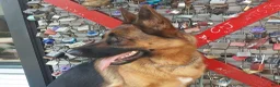 German Shepherd dogs for sale: Betty - Ad 21
