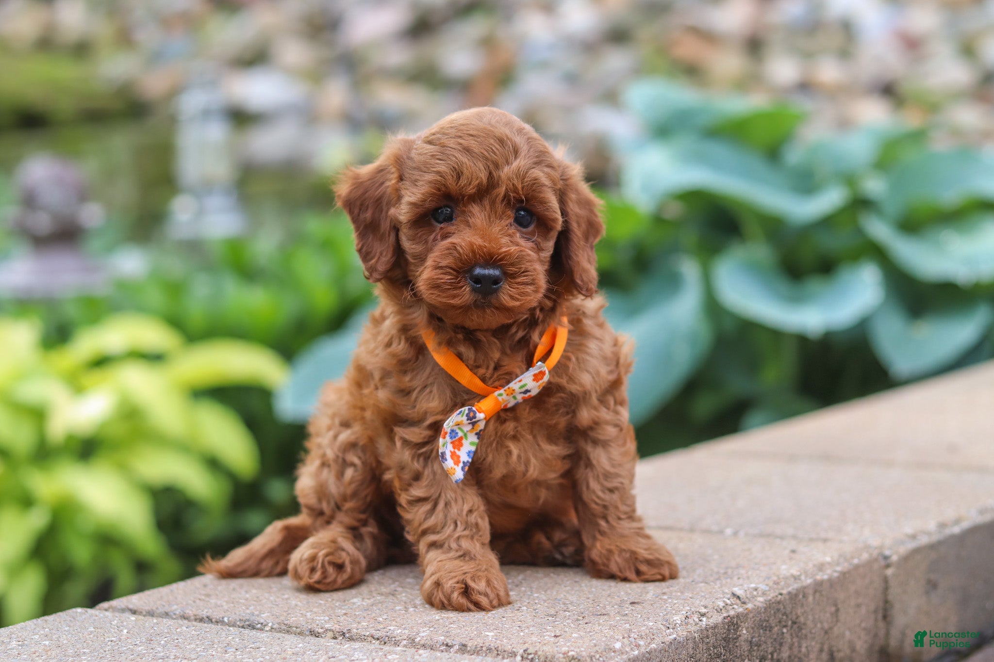 Maltipoo dogs Knox - Ad 1