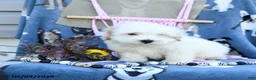 Maltipoo dogs for sale: Alvin - Ad 3