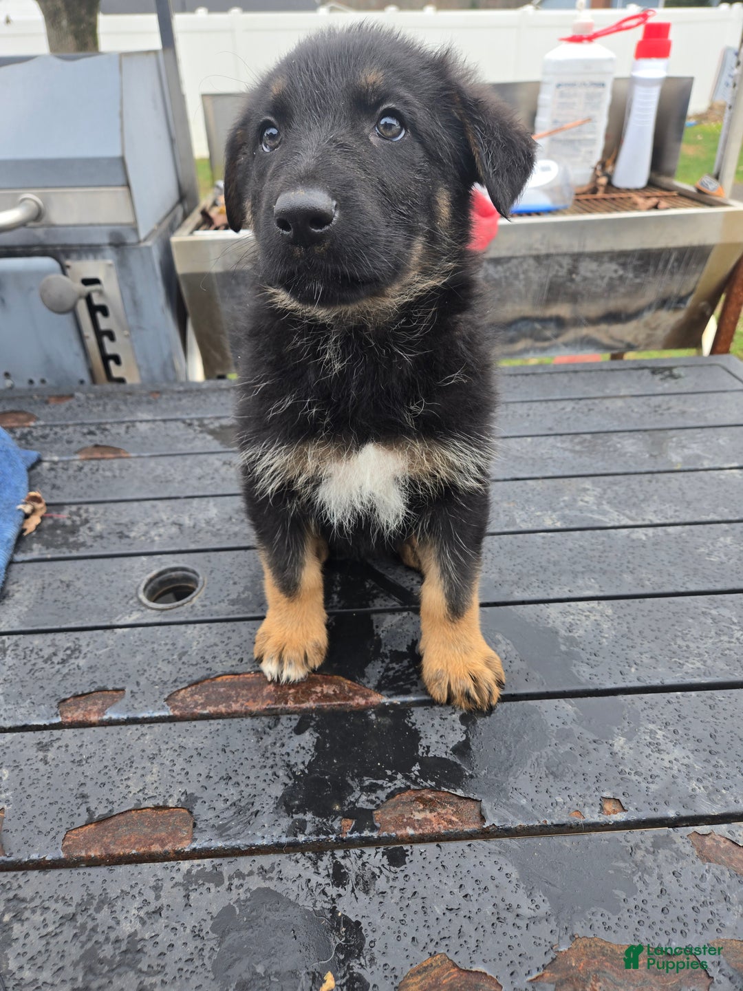 German Shepherd dogs for sale: Schmitt - Ad 1