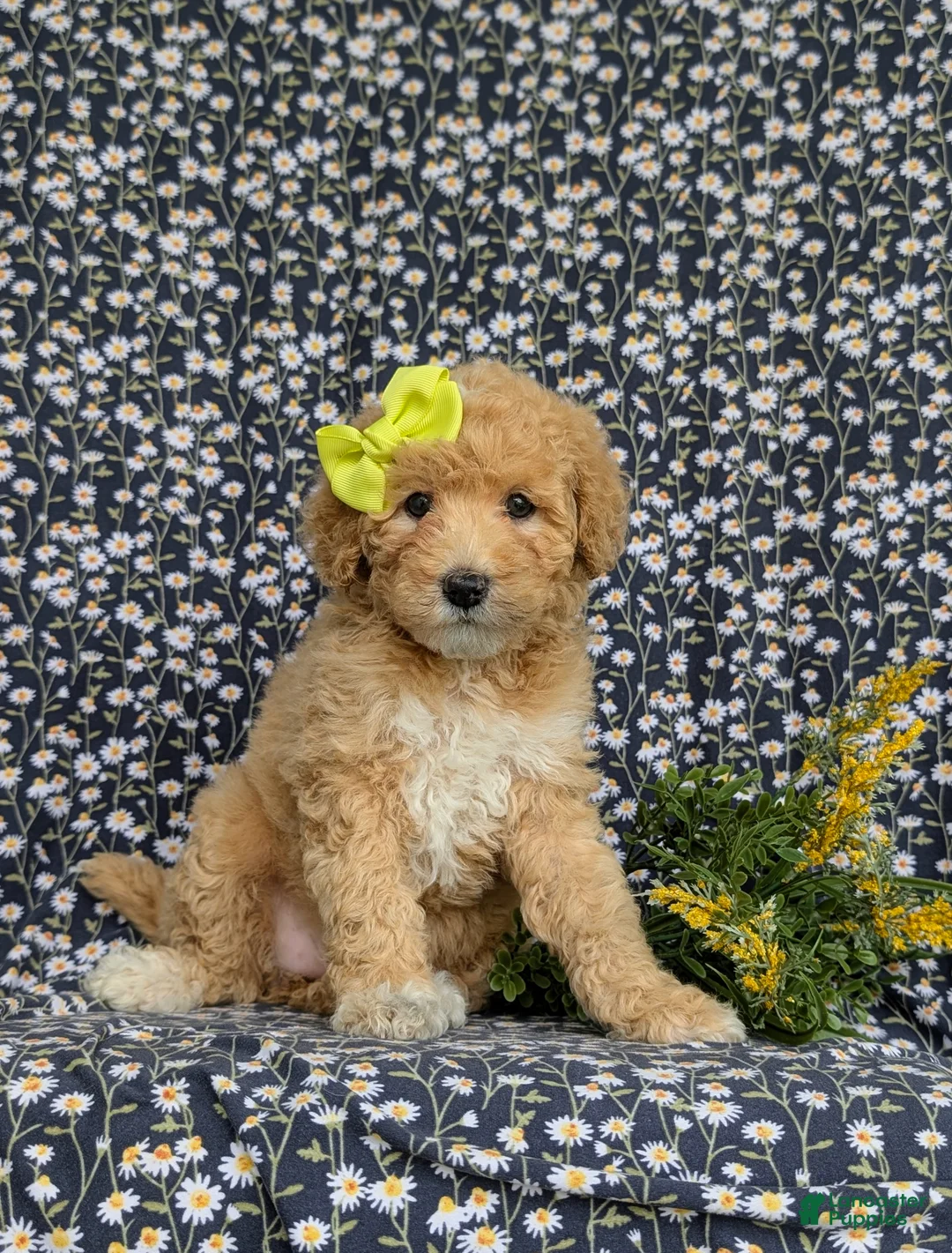 Mixed Breed dogs for sale: Mitzi Hypoallergenic - Ad 2