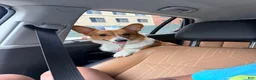 American Corgi dogs for sale: American Corgi 1 - Ad 10