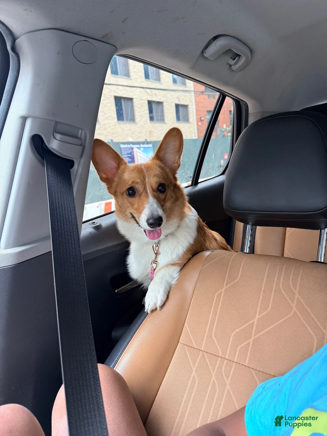 American Corgi dogs for sale: American Corgi 1 - Ad 10
