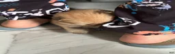 Pomeranian dogs for sale: Pomeranian 1 - Ad 4
